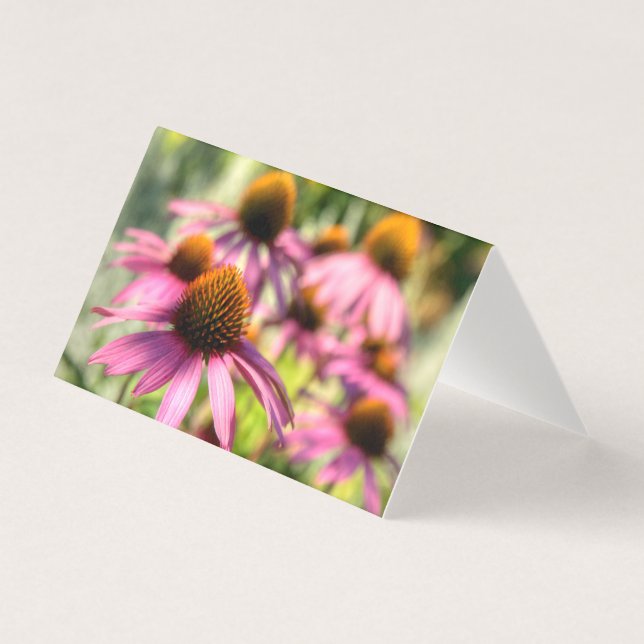 Echinacea-Blumenzene (Vorderseite)