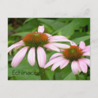 Echinacea Botanische Rosa Blume Flora Postkarte