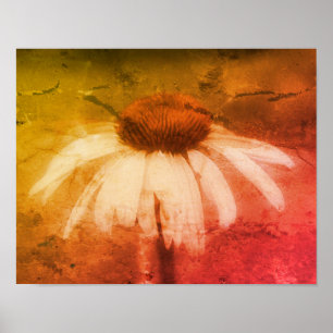 Echinacea Coneflower Daisy Abstrakt Grunge Poster