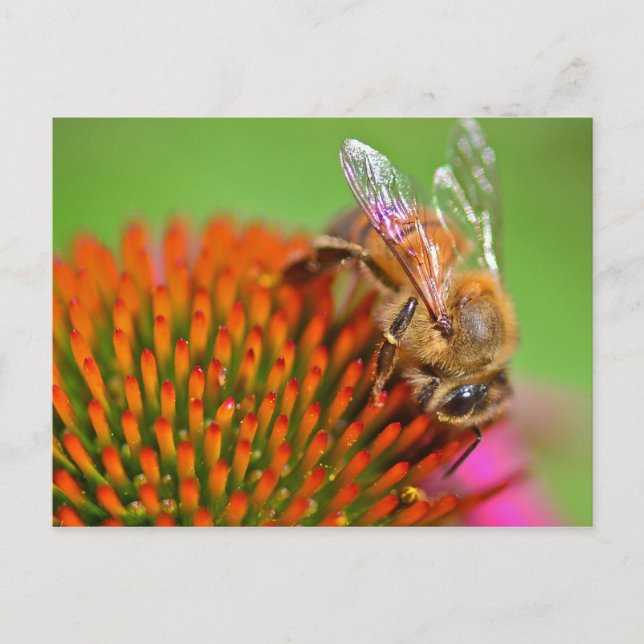 Echinacea Coneflower und Biene Postkarte (Vorderseite)