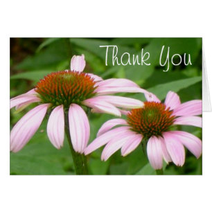 Echinacea-danken rosa Gänseblümchen-Blume Ihnen