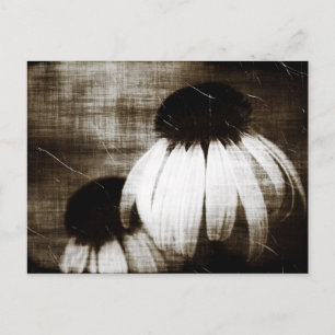 Echinacea Dark Dreams Postkarte