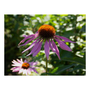 Echinacea im Foto Poster