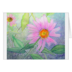 Echinacea in der Blüte