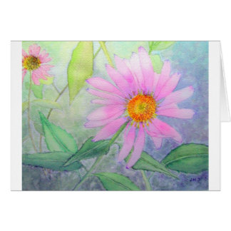 Echinacea in der Blüte