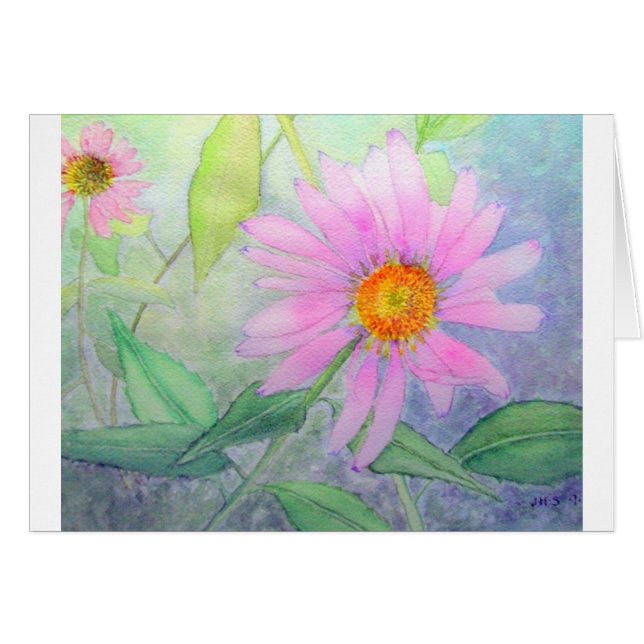 Echinacea in der Blüte (Vorderseite (Horizontal))