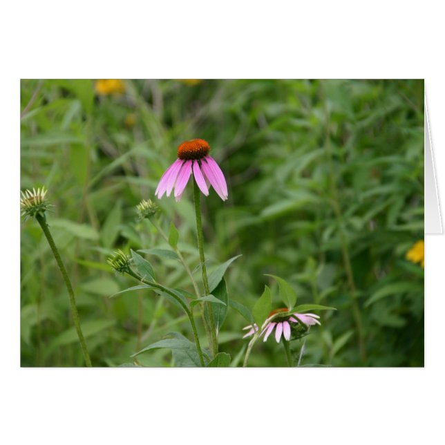 Echinacea Karte (Vorderseite (Horizontal))