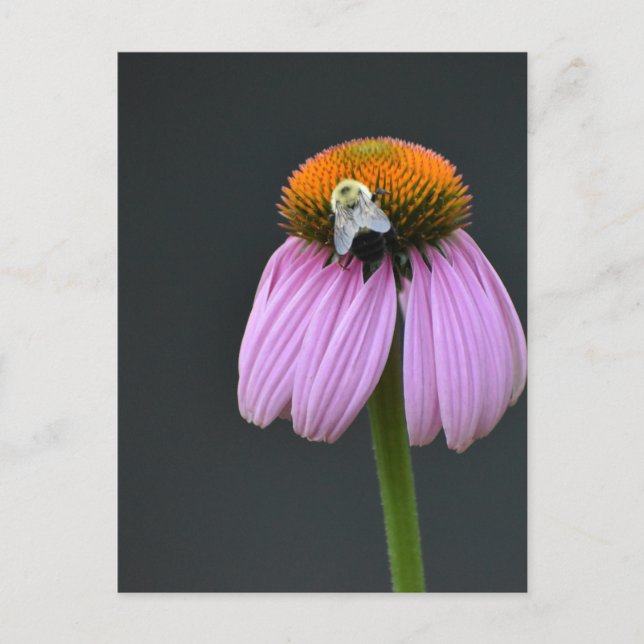Echinacea lila Glockenblume Postkarte (Vorderseite)