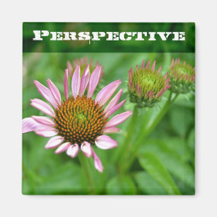 Echinacea-Perspektiven-Magnet Magnet