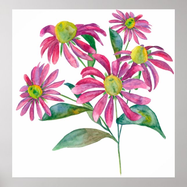 Echinacea Poster (Vorne)
