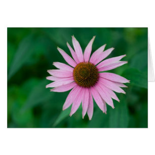 Echinacea purpurea