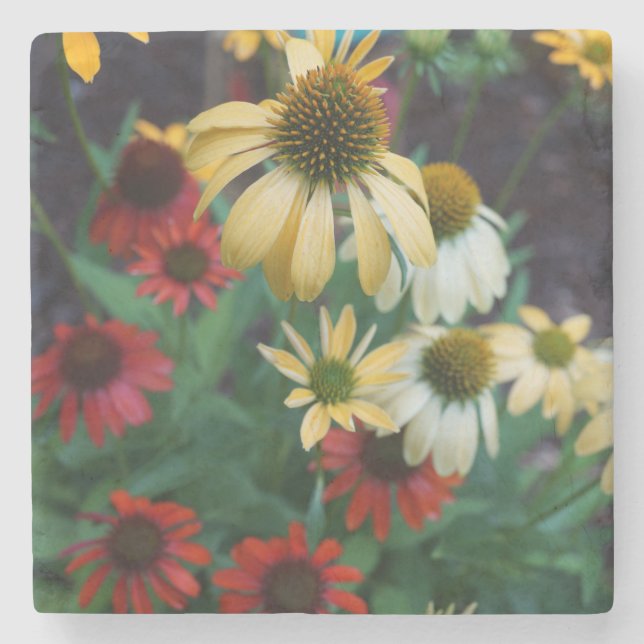 Echinacea-SteinUntersetzer Steinuntersetzer (Vorderseite)