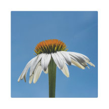 Echinacea-White Swan Coneflower