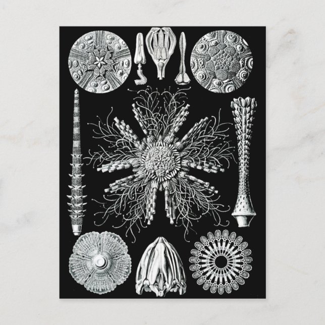 Echinidea Postcard Postkarte (Vorderseite)