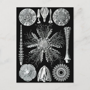 Echinidea Postkarte