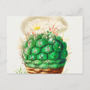 Echinocactus Cactus Vintag illustriert Postkarte