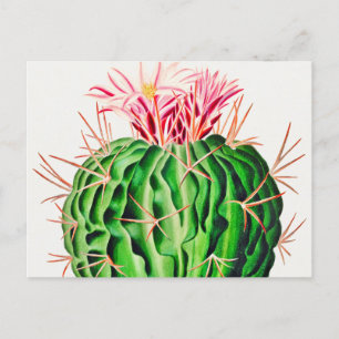 Echinocactus Pentacanthus Cactus Vintag Postkarte