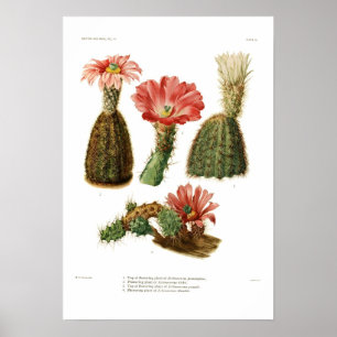 Echinocereus Poster