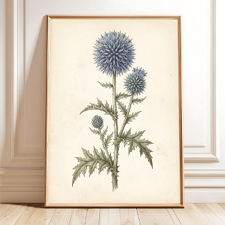 Echinops Botanische Leinwandgalerie Poster