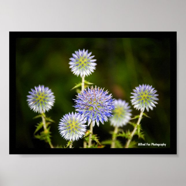 Echinops Sphaerocephalus, Drüsen-Kugeldisteln Poster (Vorne)