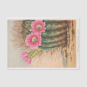 Echinopsis Pentlandi von Charles Antoine Lemaire Seidenpapier
