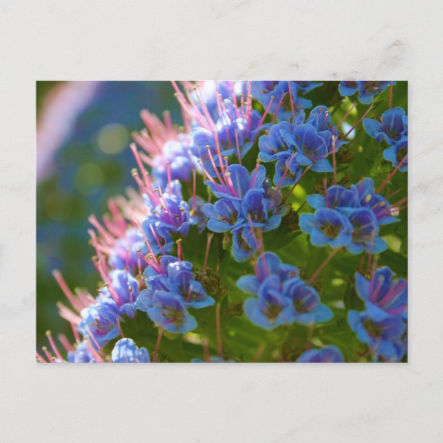 Echium Candicans Postkarte (Vorderseite)