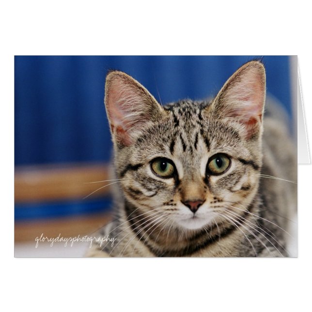 Echo, Glorydaysphotographie (Vorderseite (Horizontal))