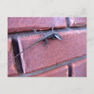 Echse auf Backsteinmauer Natur-Wildlife-Fotografie Postkarte