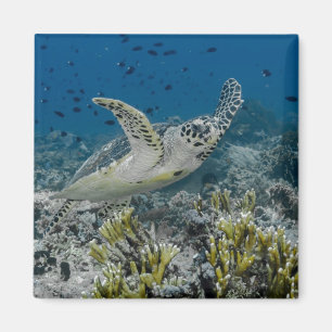 Echte Karettschildkröte Schwimmen Magnet