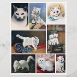 Echte (nicht KI) Bilder von weißen Katzen aus der