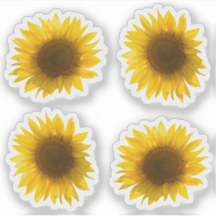 Echtes gelbes Sonnenblumenbild 4er Set Aufkleber