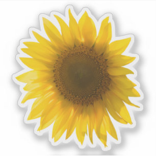 Echtes gelbes Sonnenblumenbild Aufkleber