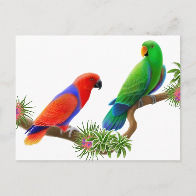 Eclectus Birds Postcard Postkarte (Vorderseite)