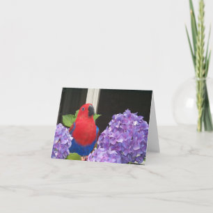 Eclectus kleine Anmerkungs-Karte Karte