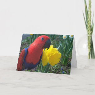 Eclectus Narzisse -- Groß Karte