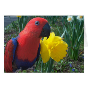 Eclectus Narzisse--Klein