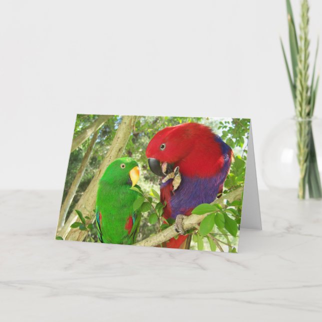 Eclectus Paare Karte (Vorderseite)