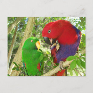 Eclectus Pair Postkarte