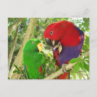 Eclectus Pair Postkarte