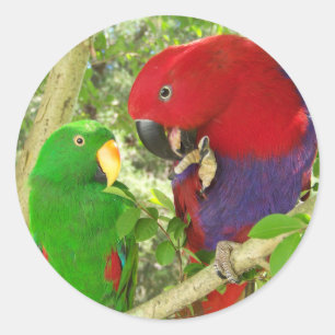 Eclectus Pair Runder Aufkleber