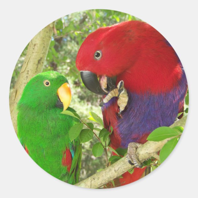 Eclectus Pair Runder Aufkleber (Vorderseite)