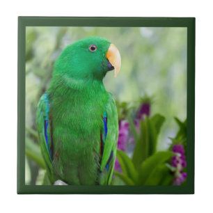 Eclectus Papageien-Mann Fliese