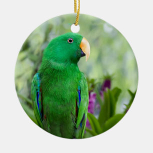 Eclectus Papageien-Mann Keramik Ornament