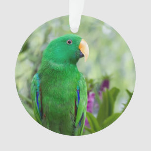 Eclectus Papageien-Mann Ornament