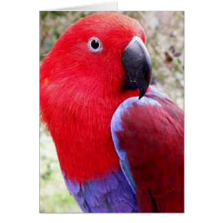 Eclectus Parrot