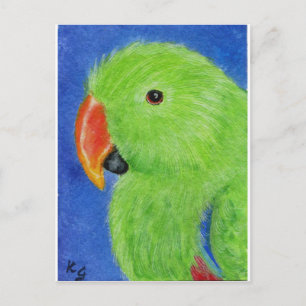 Eclectus Parrot Postkarte