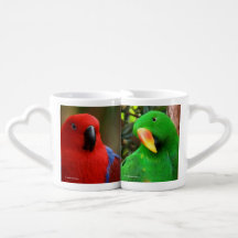 Eclectus Parrots