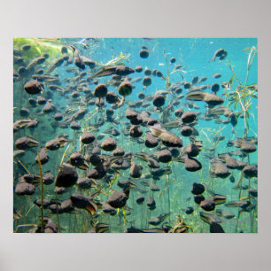 Econfina Creek Tadpol Poster