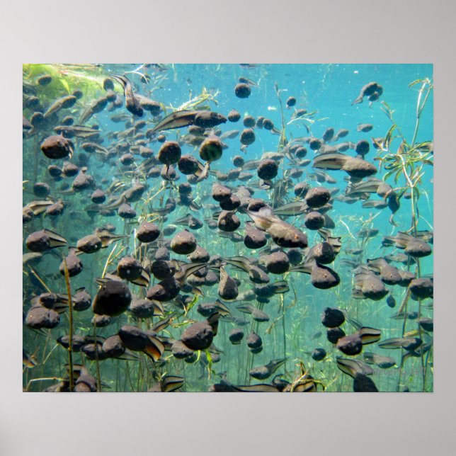 Econfina Creek Tadpol Poster (Vorne)