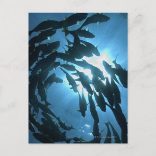 Ecuador, Galapagos-Archipel, Wolf-Insel, Postkarte